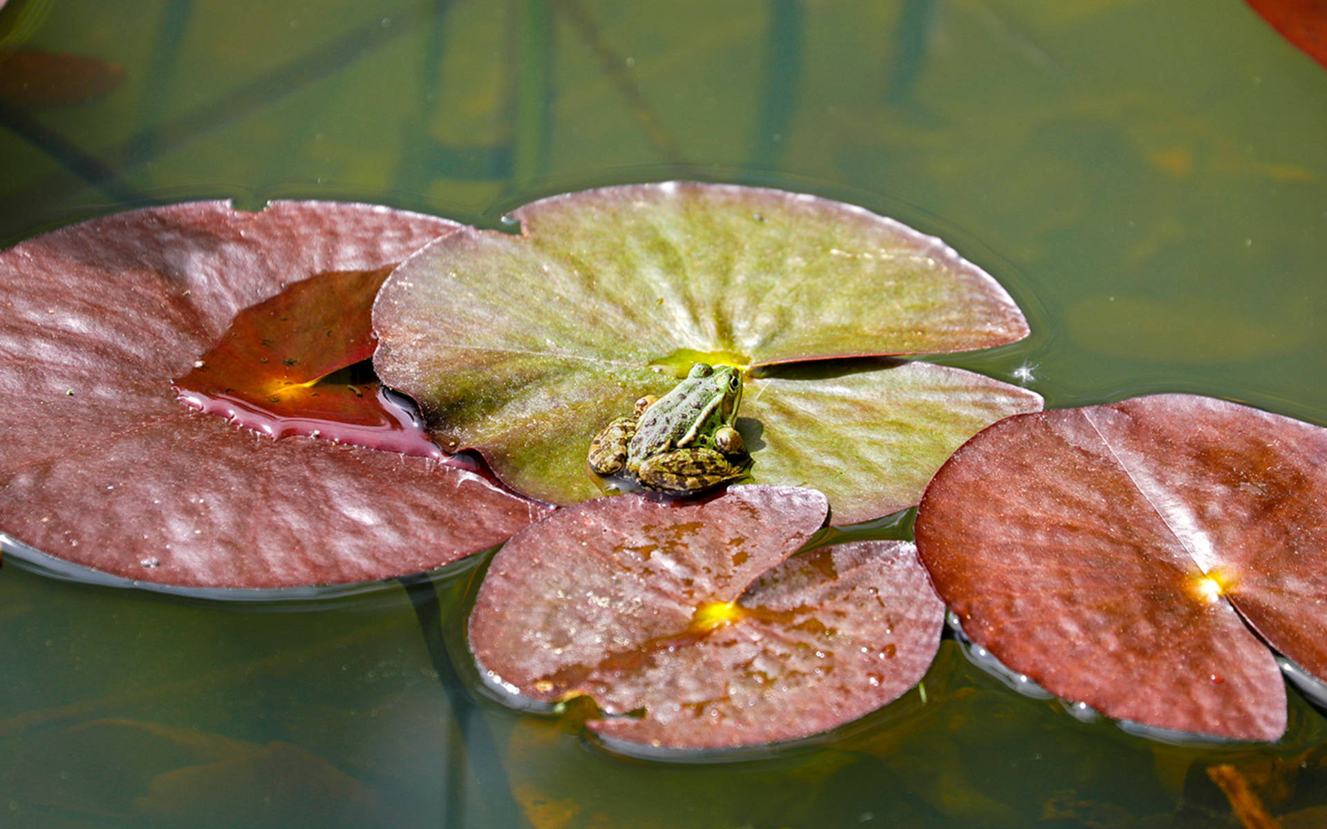 Wasserfrosch auf Seerosenblatt © Matthias Sorg