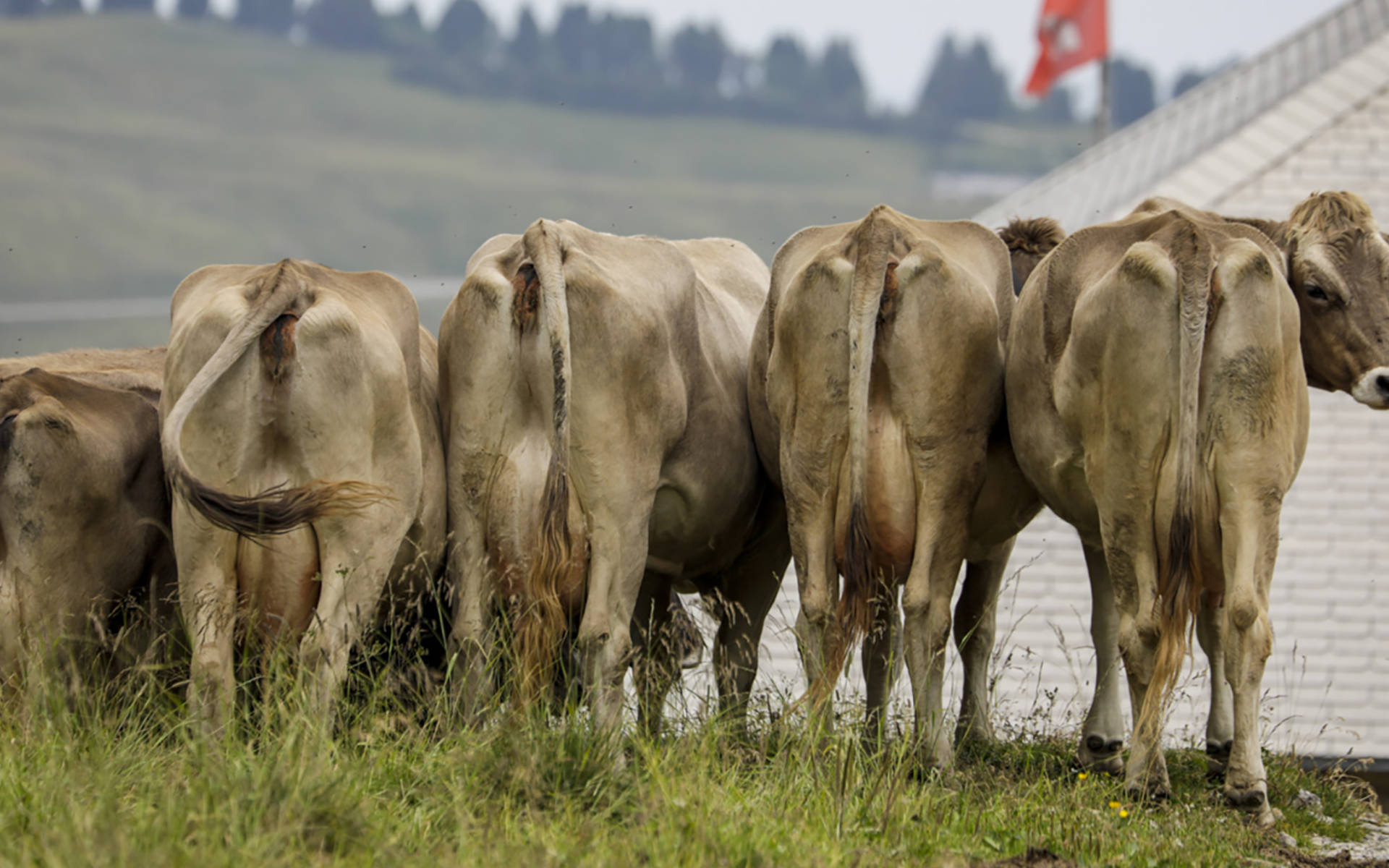 Vaches © Matthias Sorg