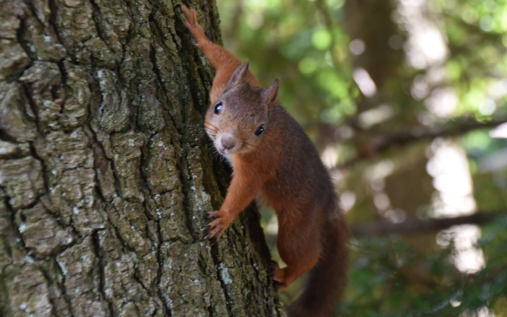 Eichhörnchen © Philipp Kägi