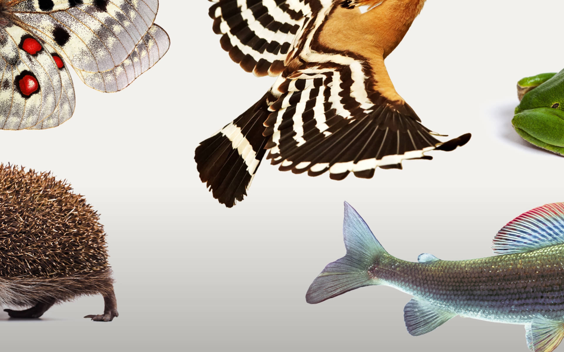 Collage biodiversità © Pro Natura
