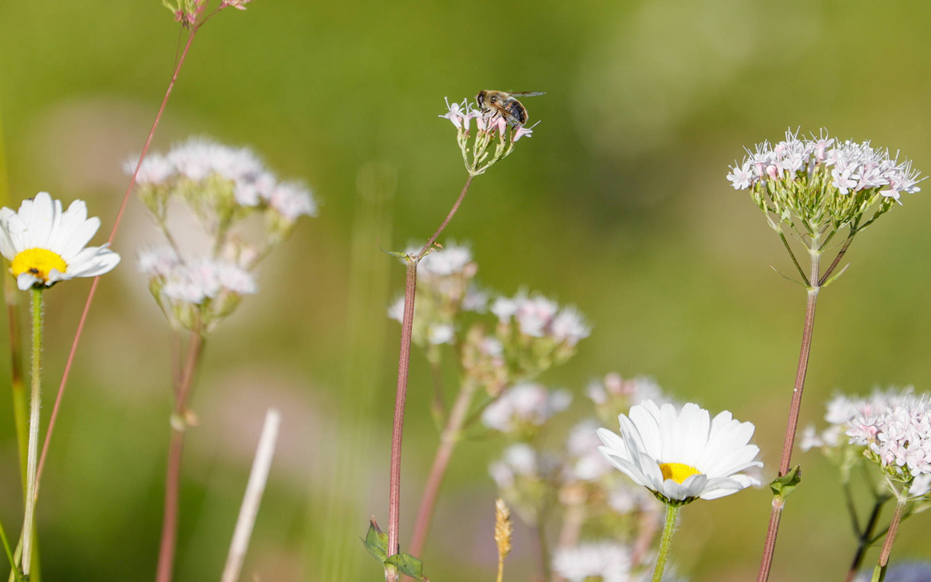 Schwebfliege © Matthias Sorg
