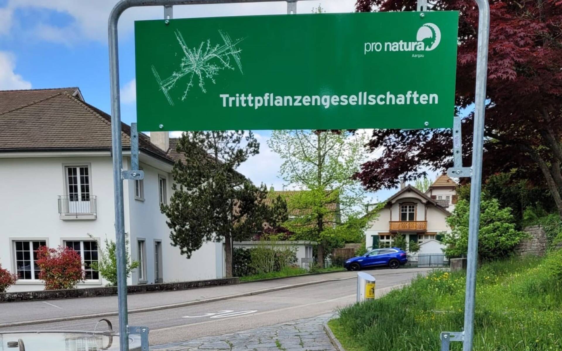 Fenster zum Thema Trittpflanzengesellschaft