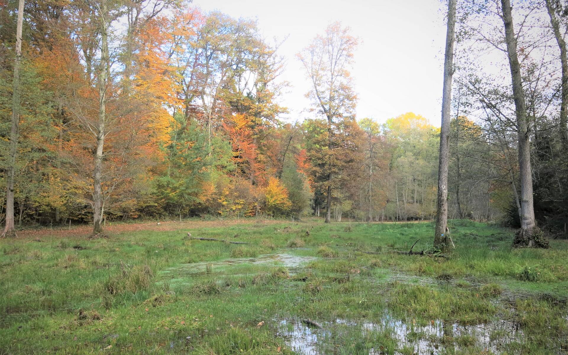 Egelmoos im Herbst