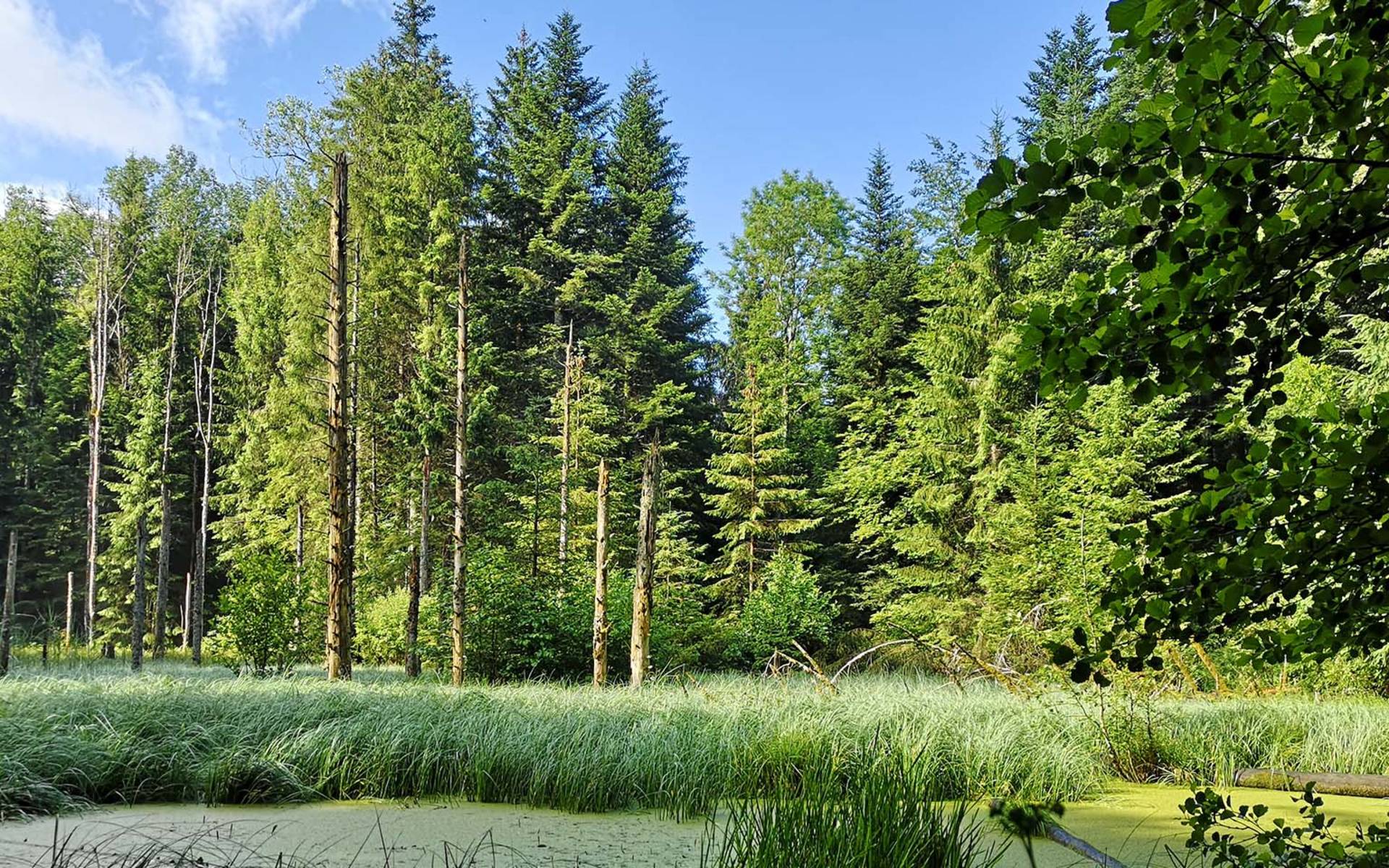 Wald vor Teich, cr: Parc du Jorat