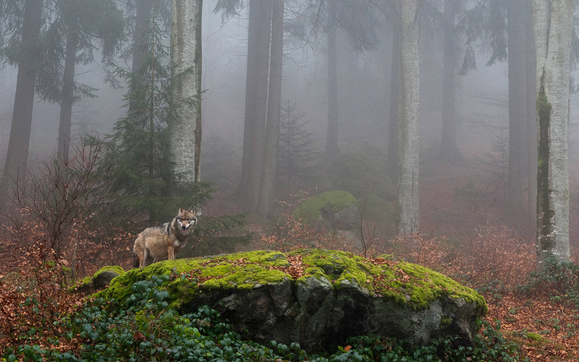 Wolf in der Schweiz © Biosphoto Sergio Pitamitz