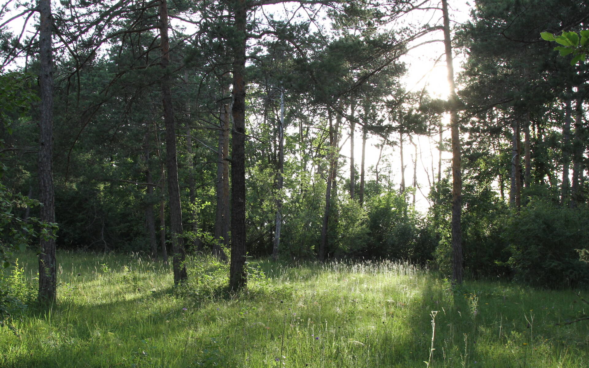 Lichter Wald am Nättenberg