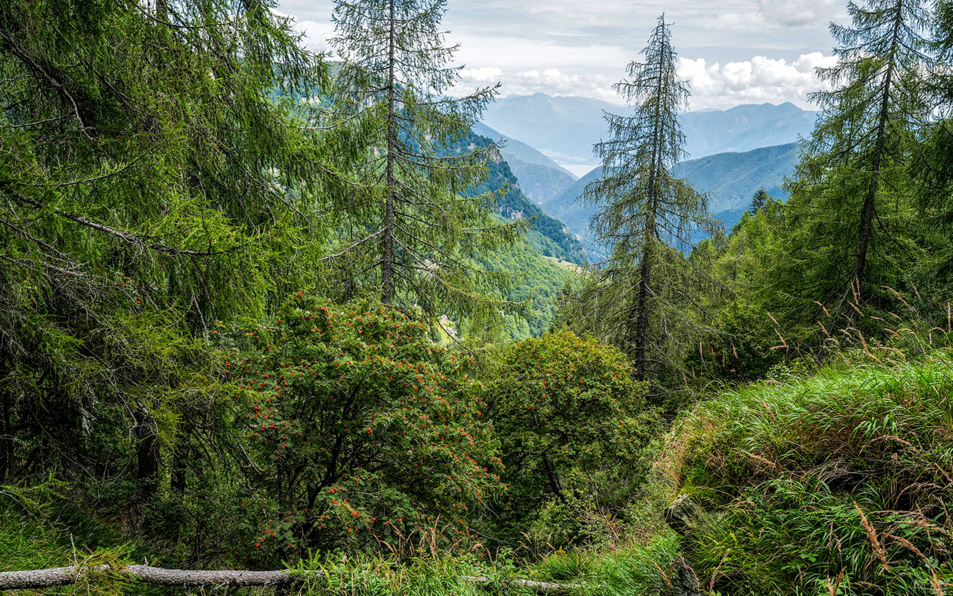 Wilder Wald TI © Matthias Sorg