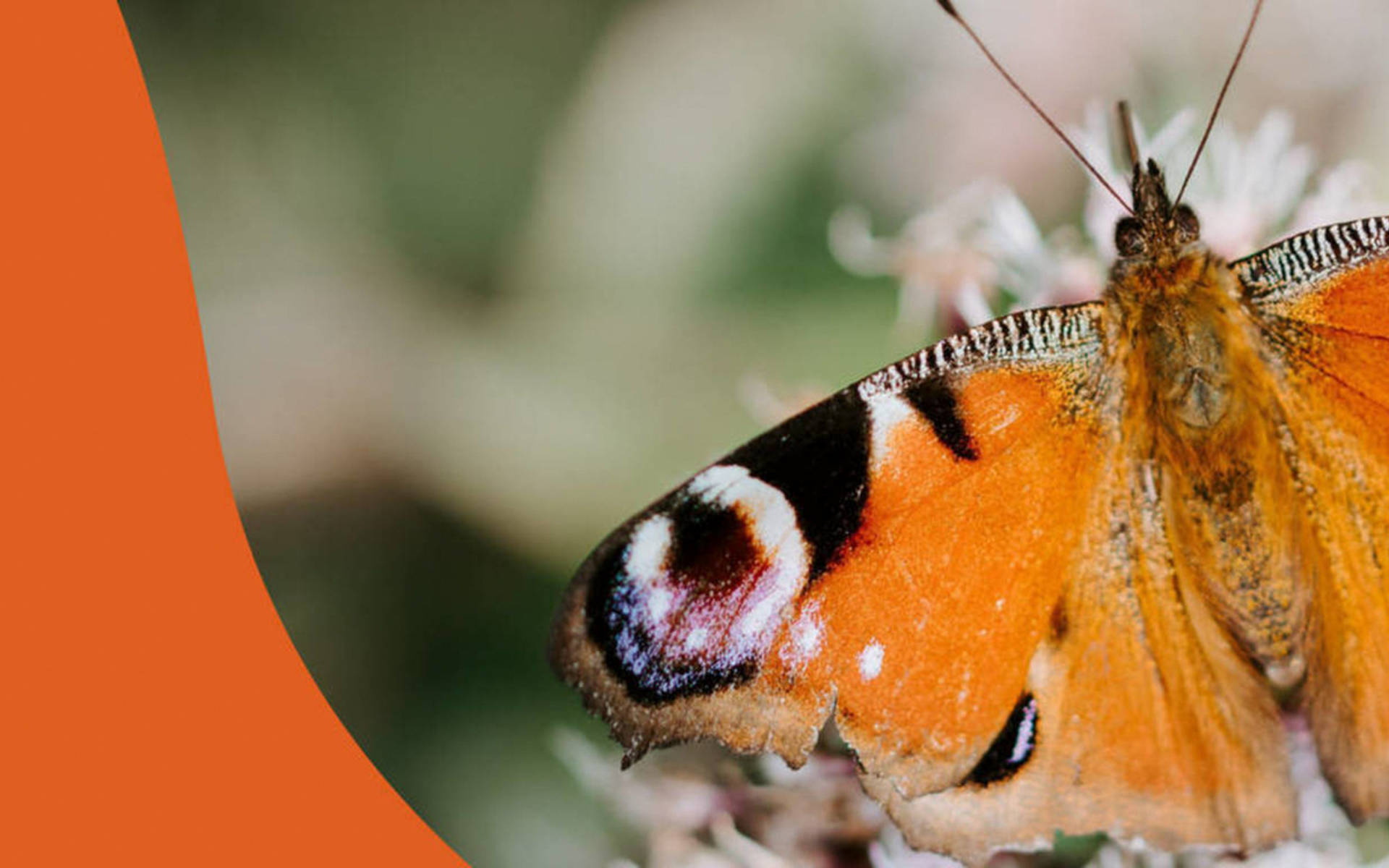Initiative biodiversité