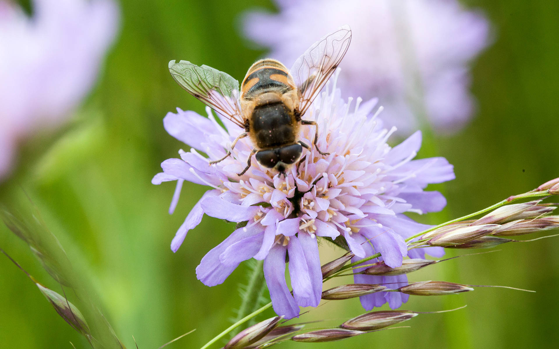 Fliege an Blume © Matthias Sorg