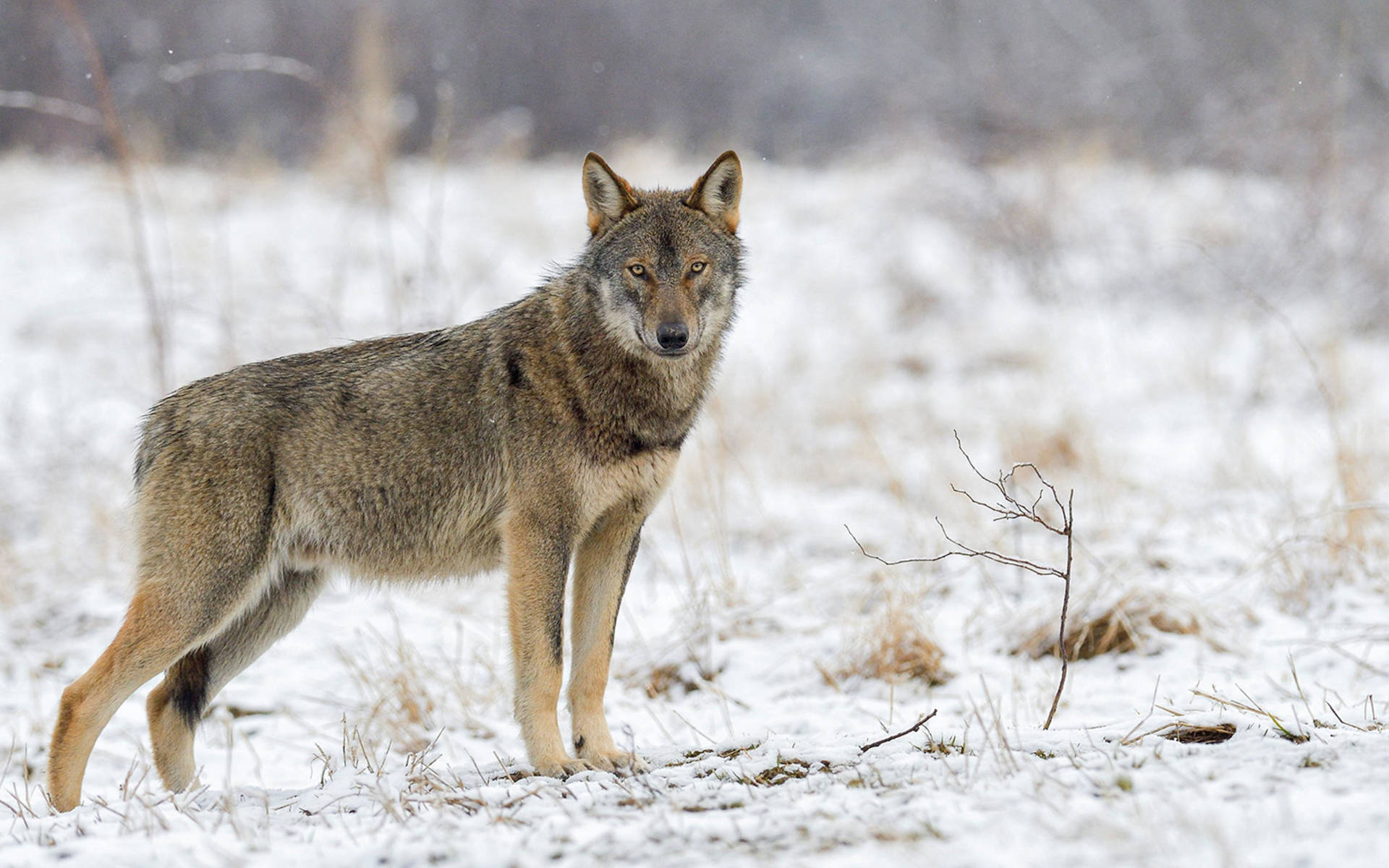 Loup européen © Biosphoto / Michaela Walch