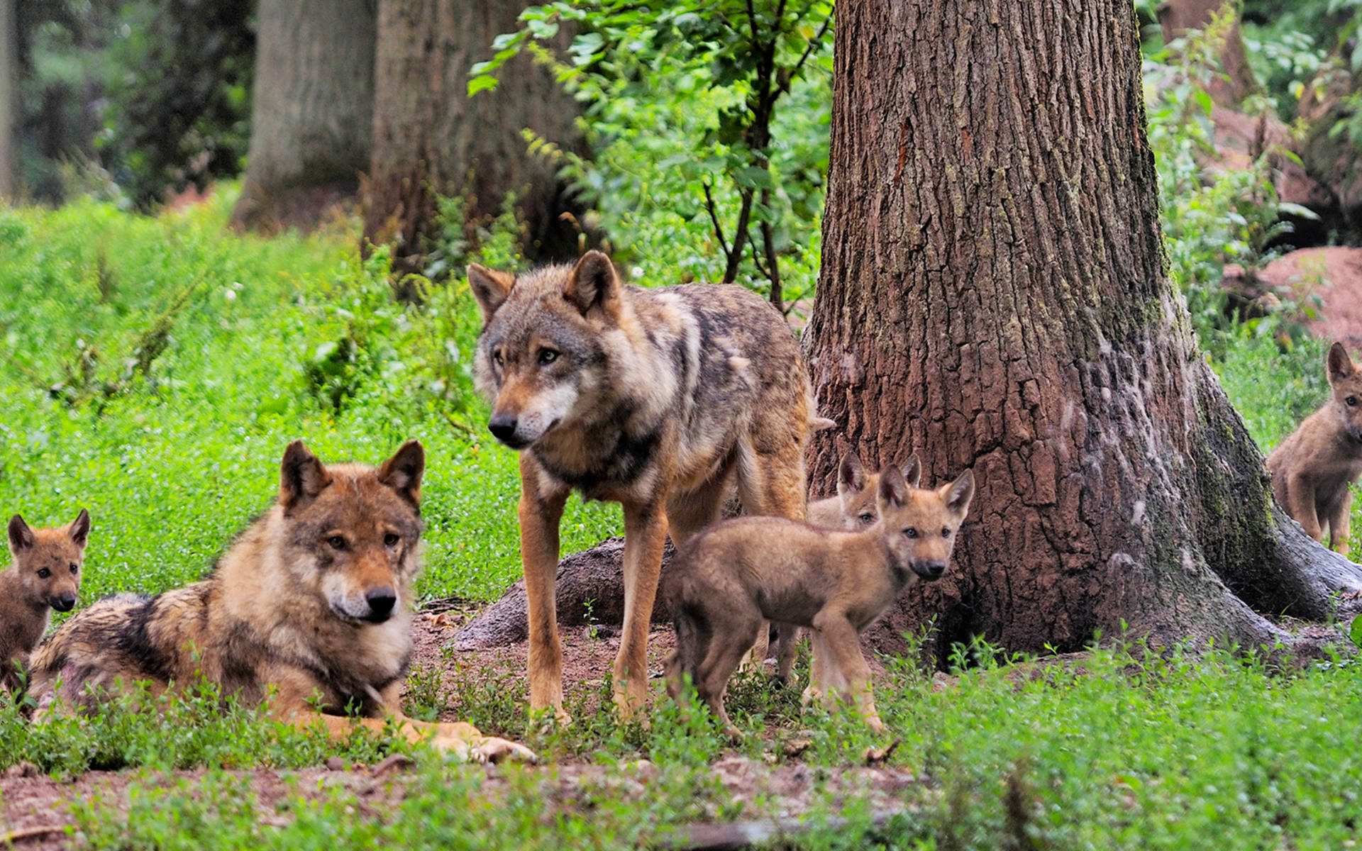 famille de loups © Blickwinkel/S.Meyers