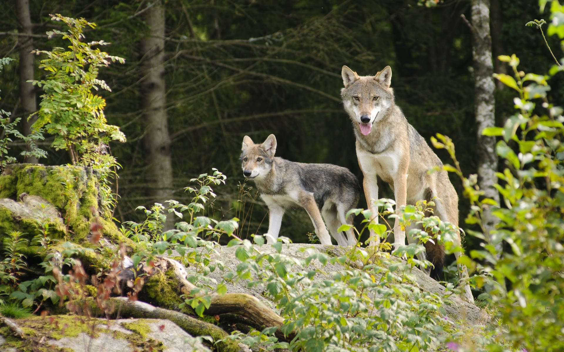 Wölfin mit Jungtier © iStock-9311093