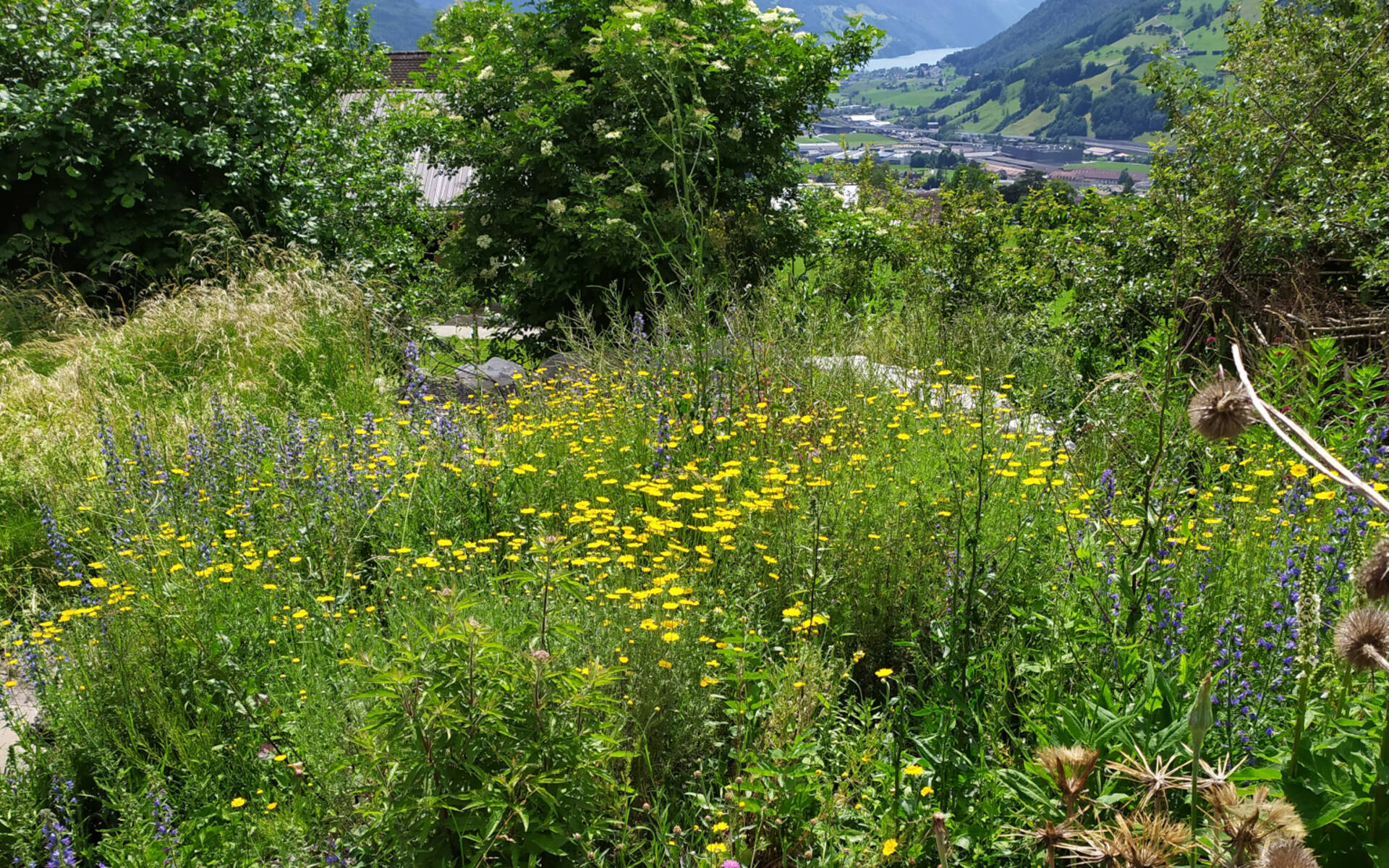 Naturgarten Schwyz © Heidi Schuler