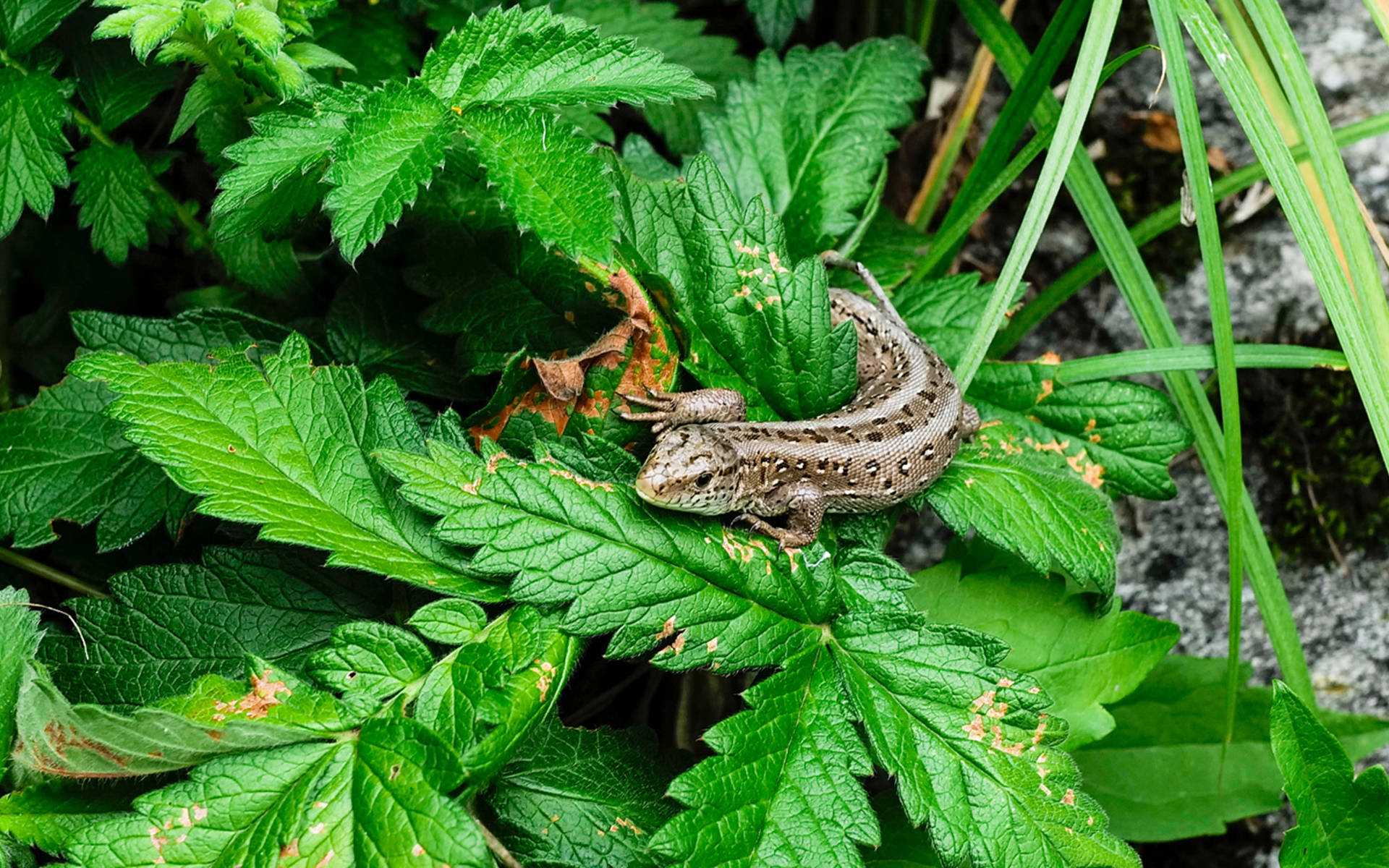 Eidechse auf Blatt, Copyright Matthias Sorg