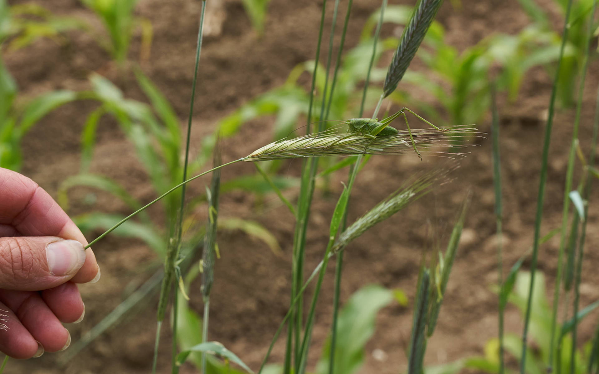 paille de blé avec sauterelle, Copyright Pro Natura