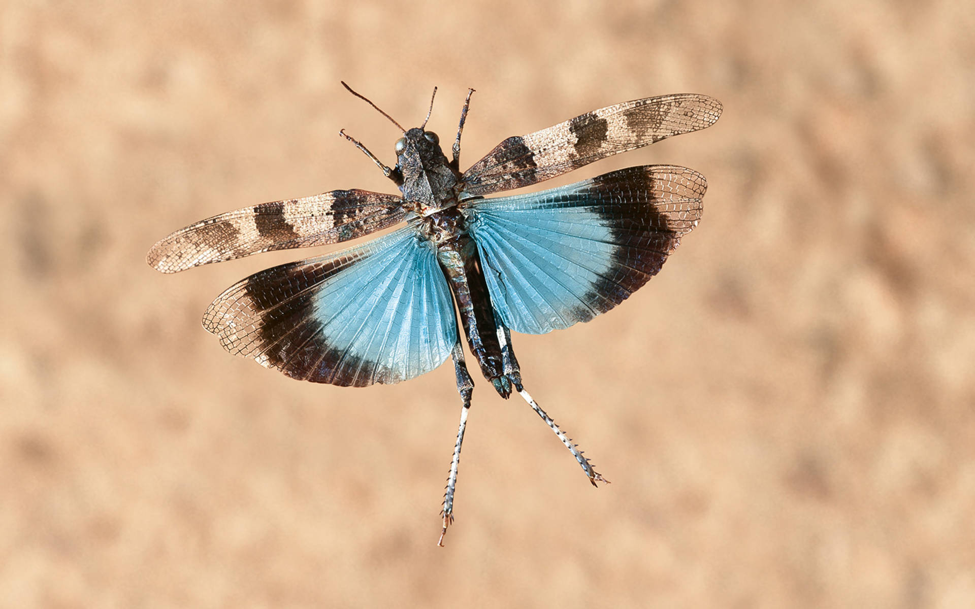 La cavalletta celeste © Blickwinkel / F. Perseke