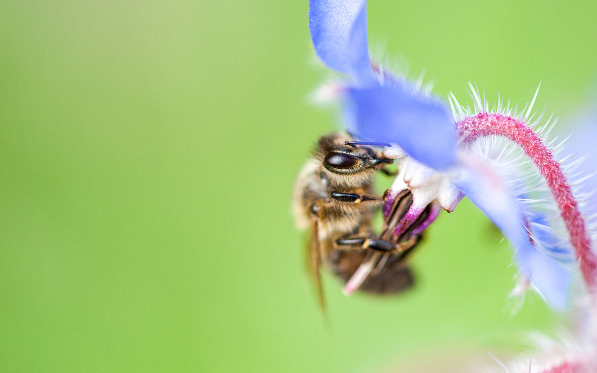 Abeille sur une fleur de bourrache © Matthias Sorg