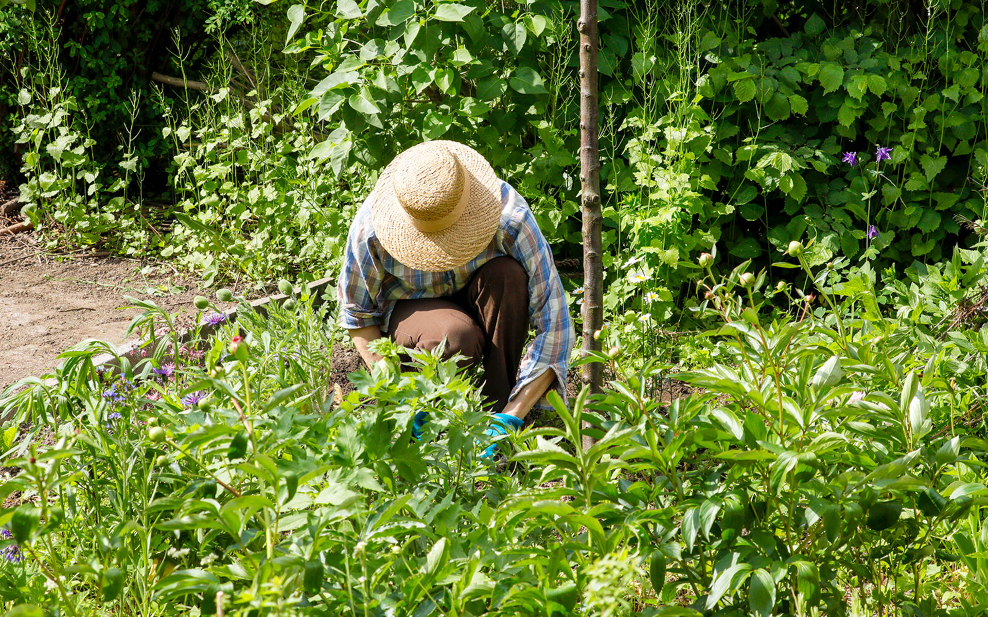 Femme en train de jardiner dans un jardin naturel © Matthias Sorg