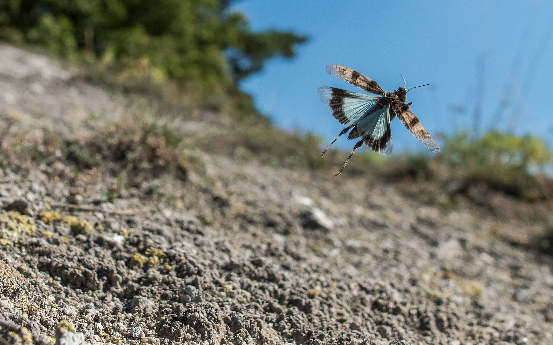 L’œdipode turquoise (Oedipoda caerulescens) 