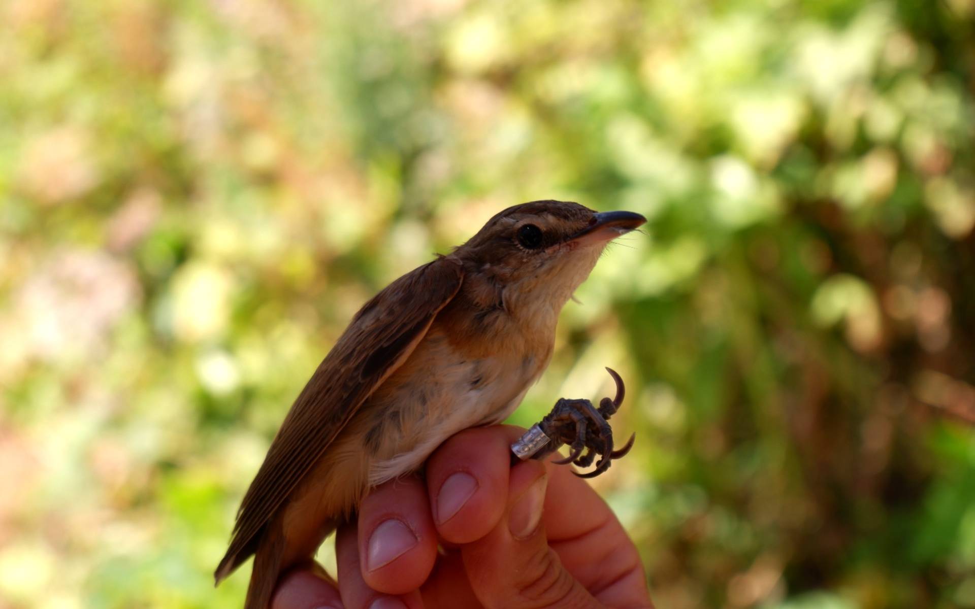 Oiseau bagué dans une main 