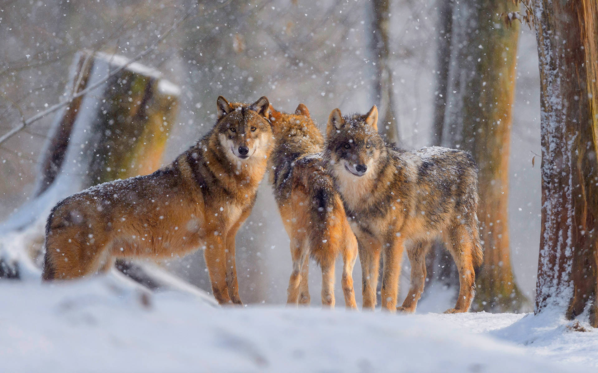 Wölfe im Schnee. Copyright Blickwinkel / R. Linke