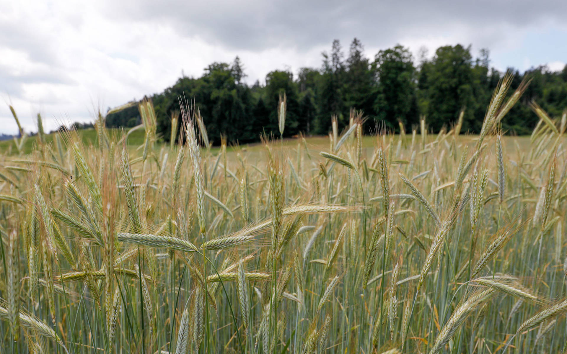 Getreidefeld, Copyright Matthias Sorg