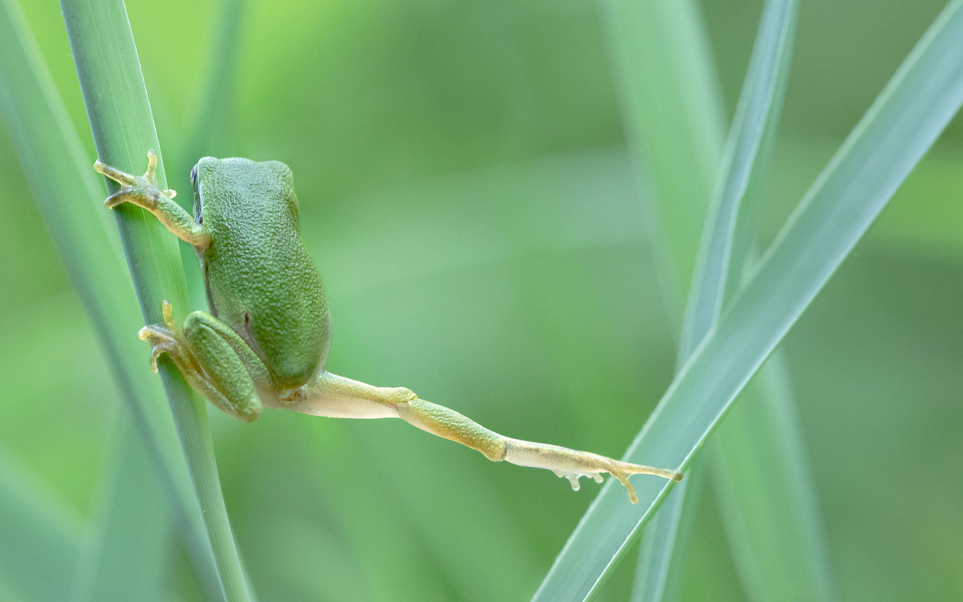 Rainette verte © Astrid Hauzenberger