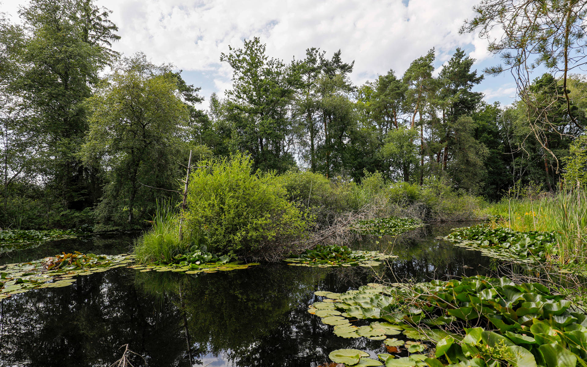 Weier im Pro Natura Schutzgebiet Düdinger Moos © Matthias Sorg