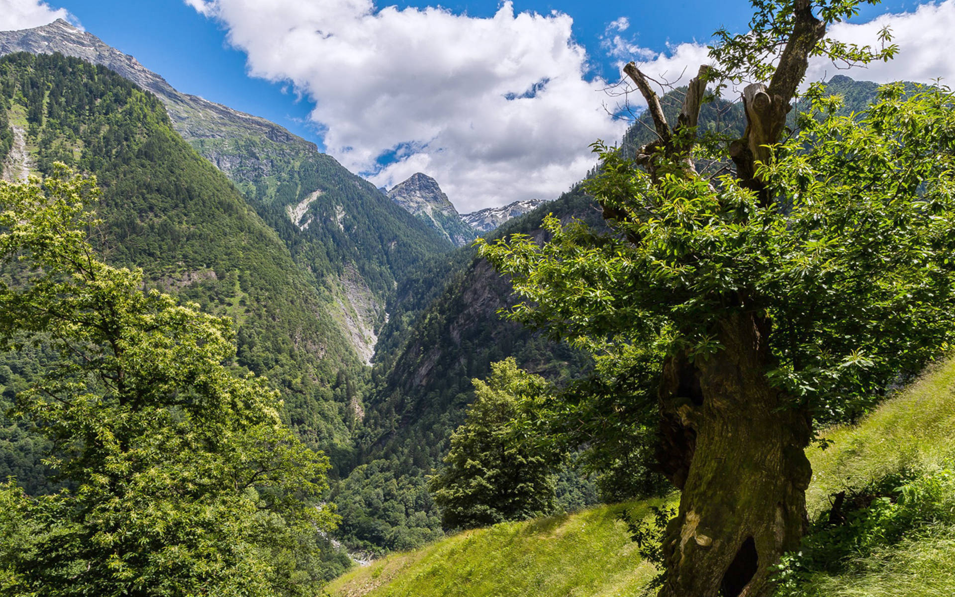Ferienarbeitswoche, uralter Kastanienbaum in den Selven von Soazza © Stiftung Umwelteinsatz