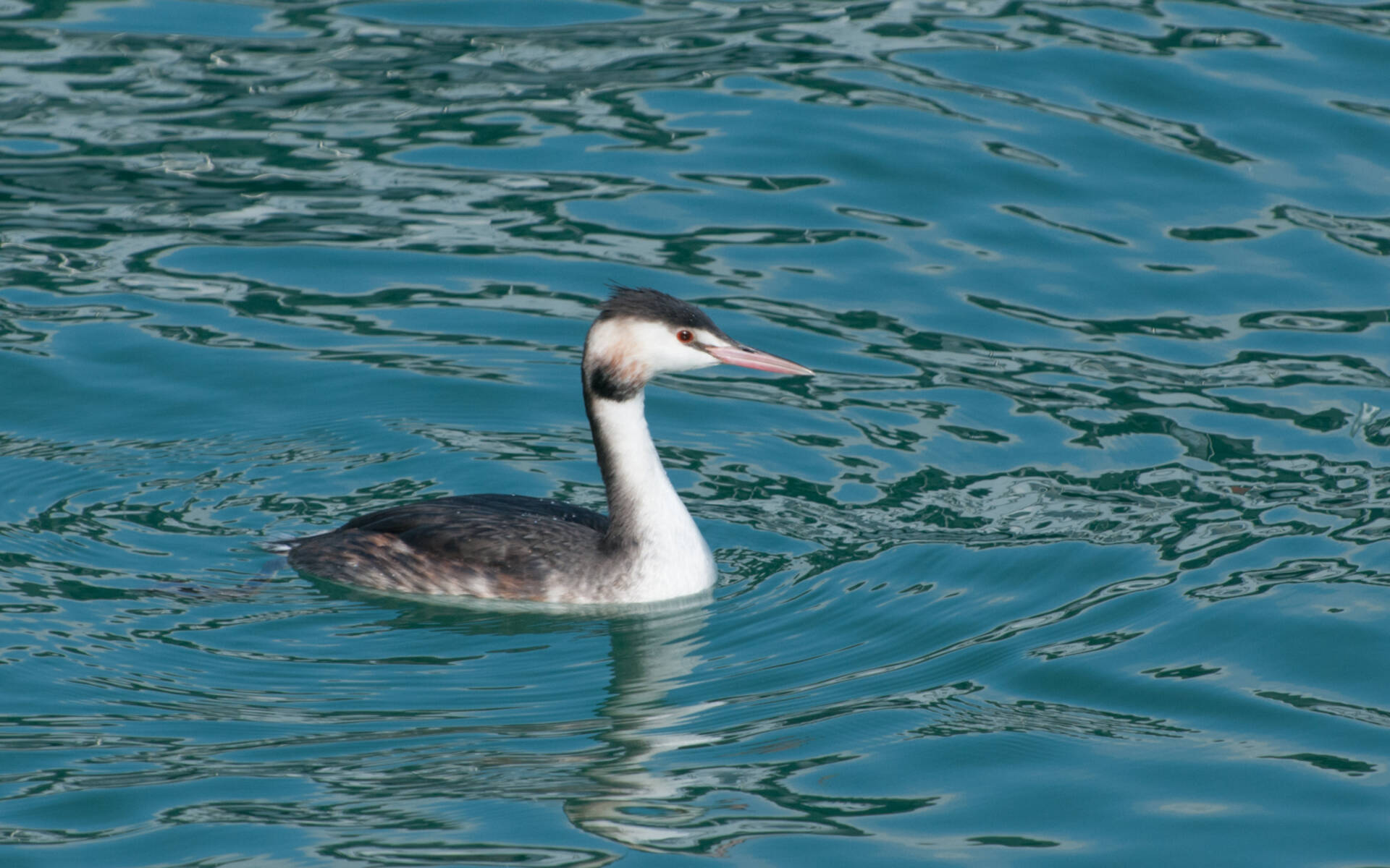 Haubentaucher im Wasser © Reto Bänninger