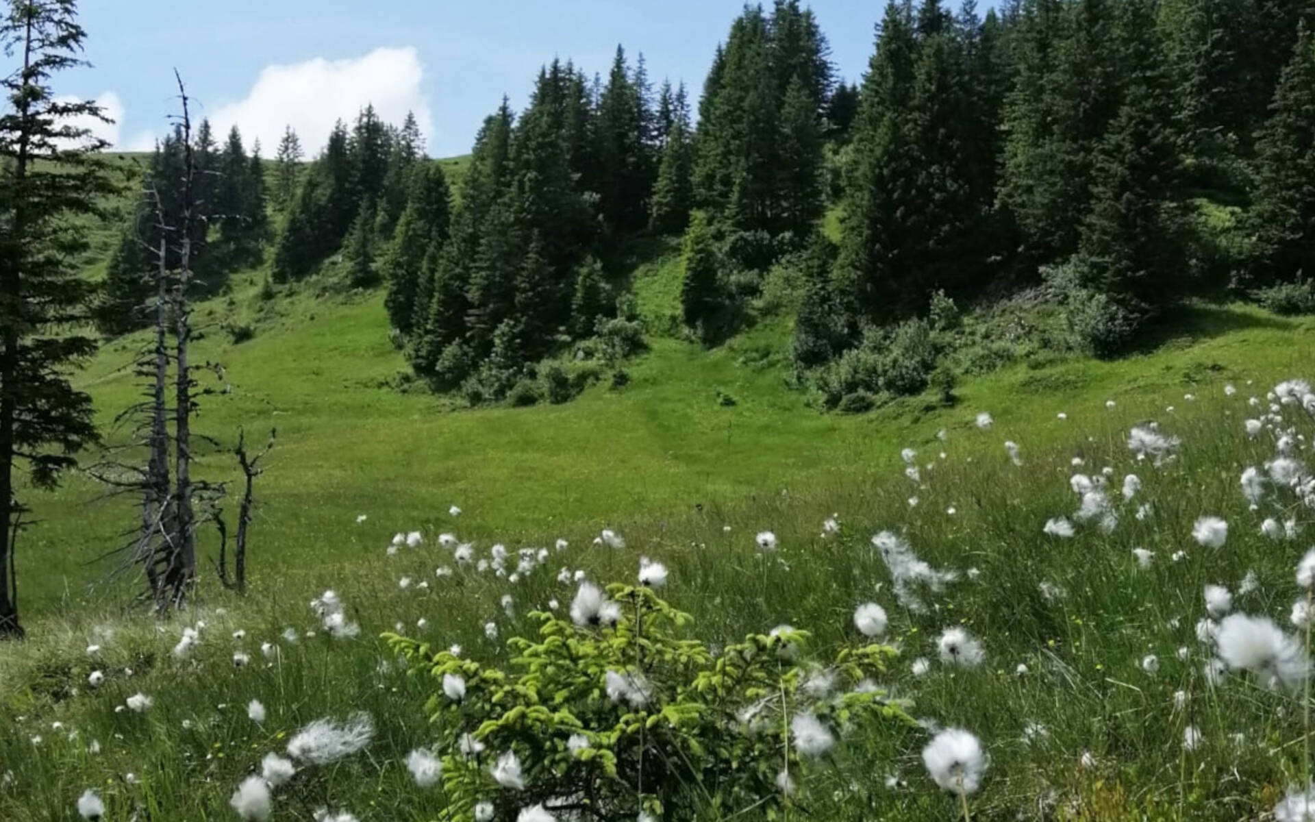 Moorlandschaft Glaubenberg