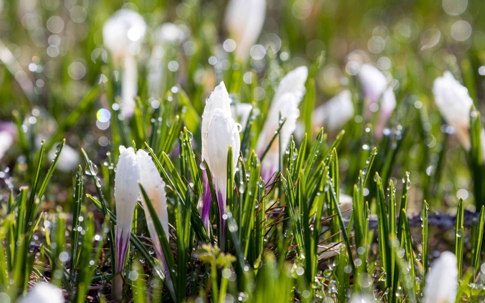 Croco in primavera in montagna © Matthias Sorg