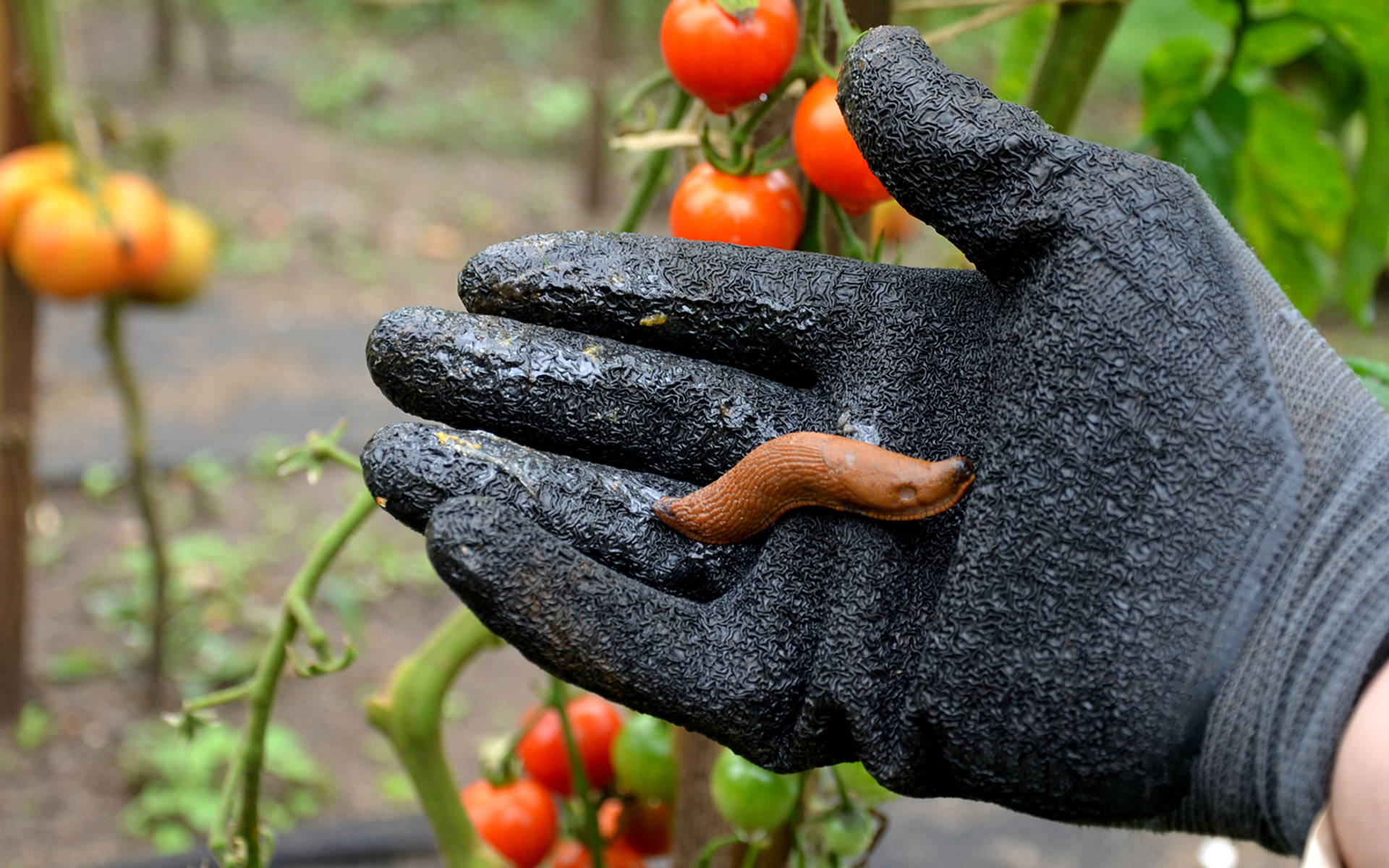 Spanische Schnecke auf der Hand eines Menschen © iStock/beekeepx