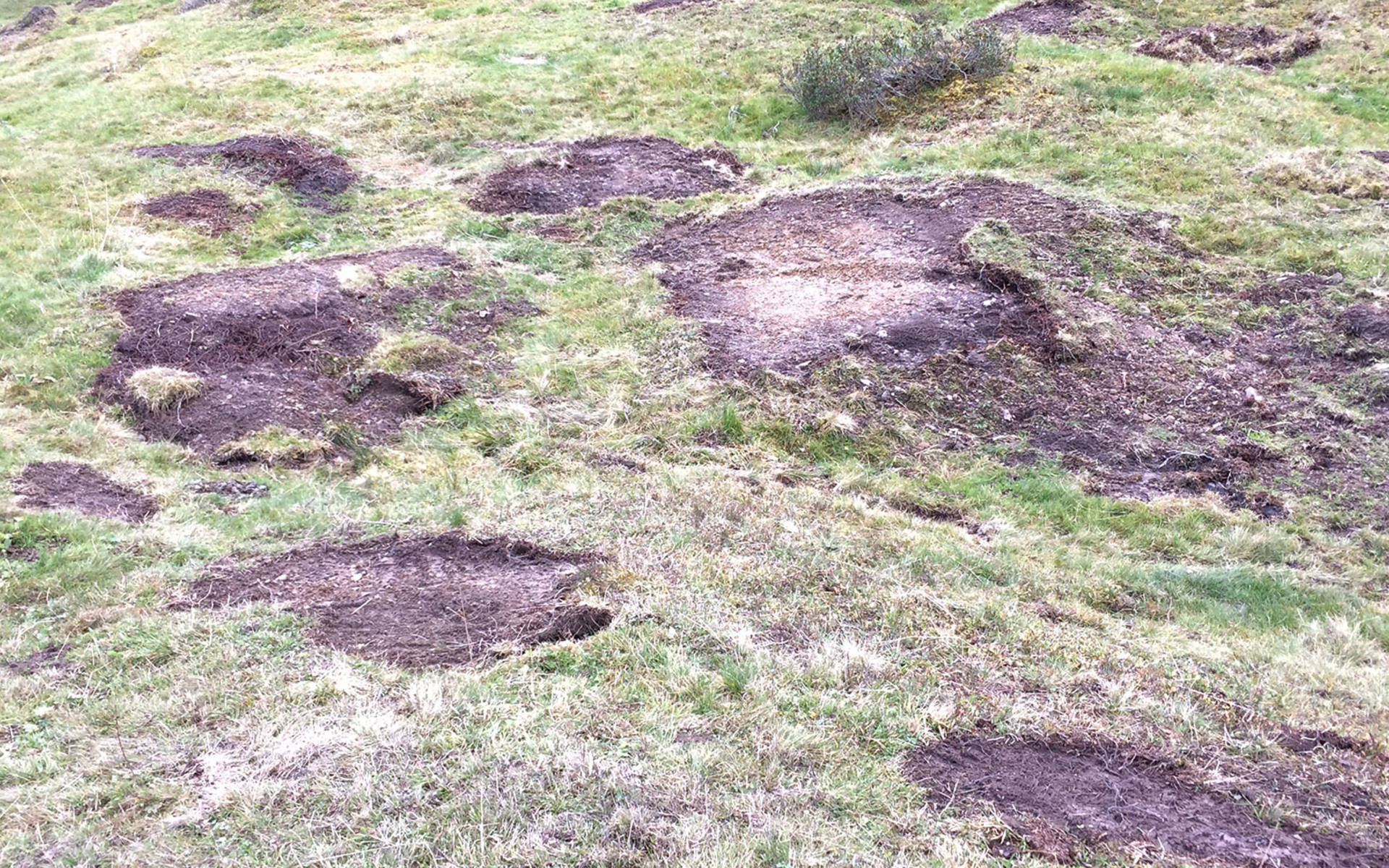 Pressefoto gemulchte Alpenfläche