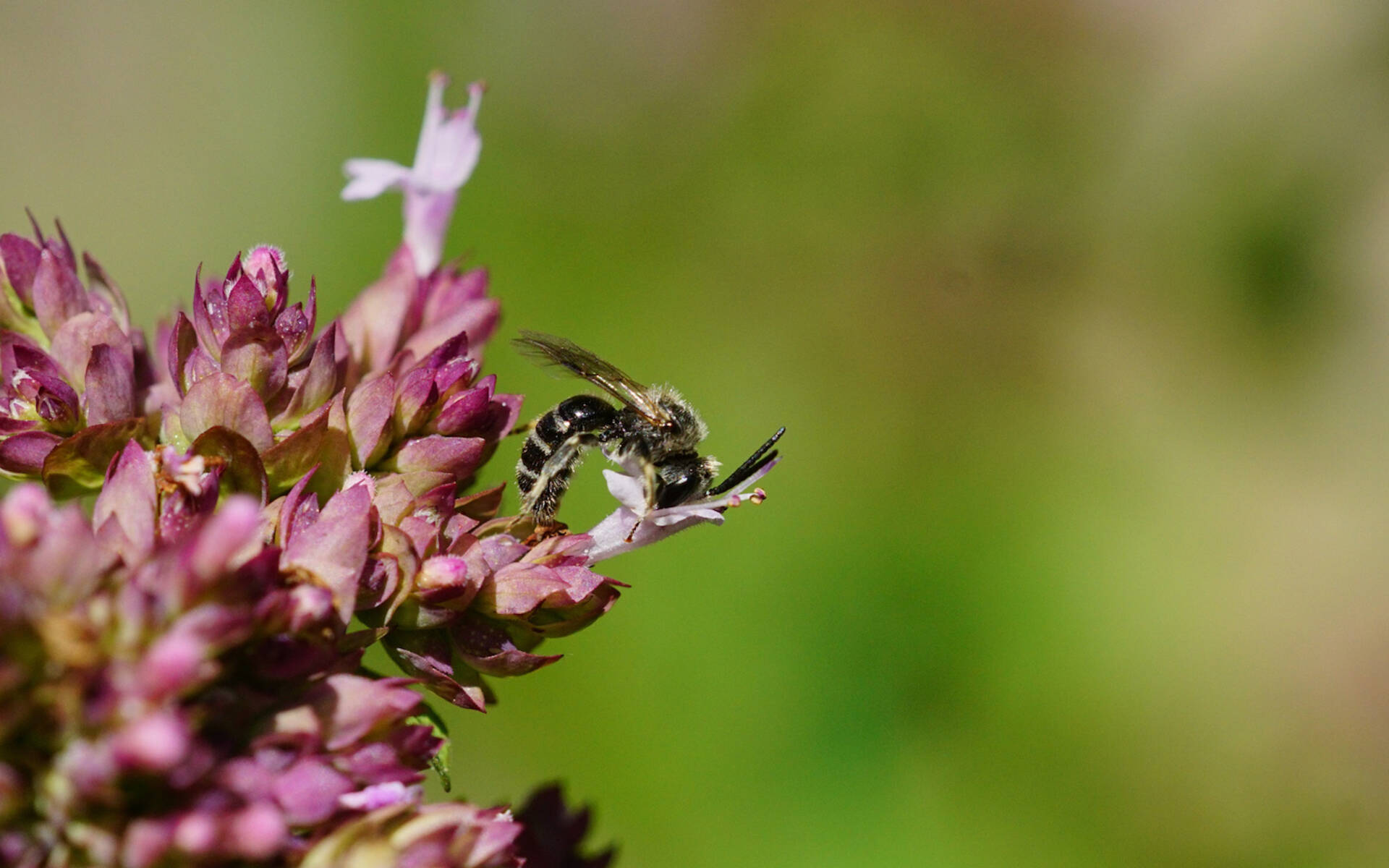 Wildbiene Lasioglossum sp. Foto: Samuel Ehrenbold