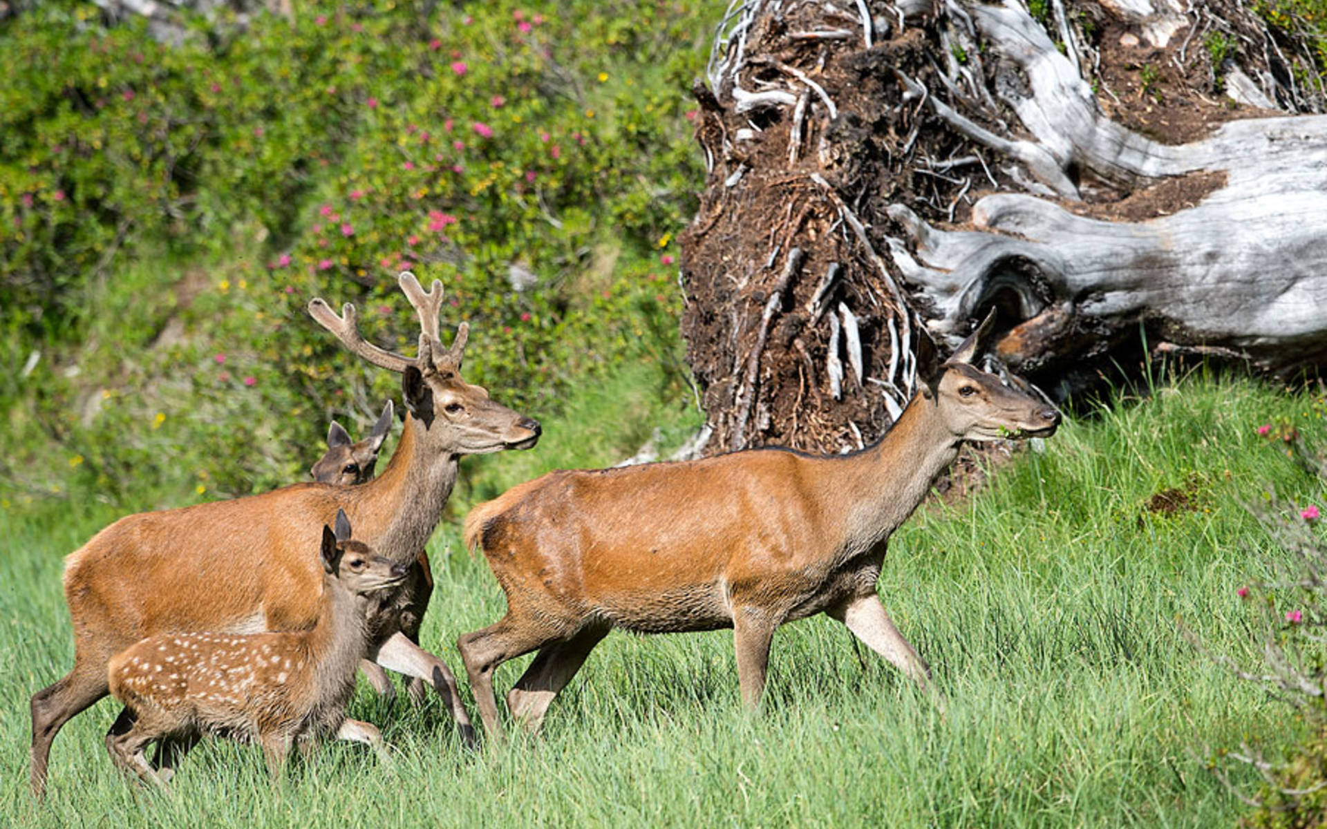 Rothirsch-Kuh mit Kalb im Wald