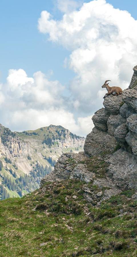 Lo stambecco, emblema di Pro Natura, non è particolarmente timido ed è facile osservarlo in natura.