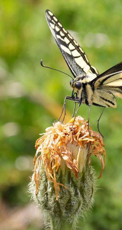 Schmetterling Schwalbenschwanz auf Blumenwiese
