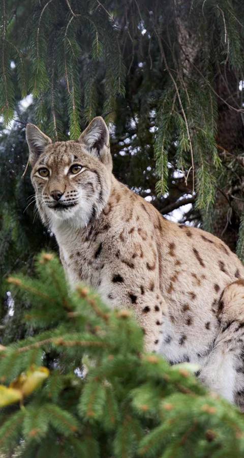 Luchs im Wald