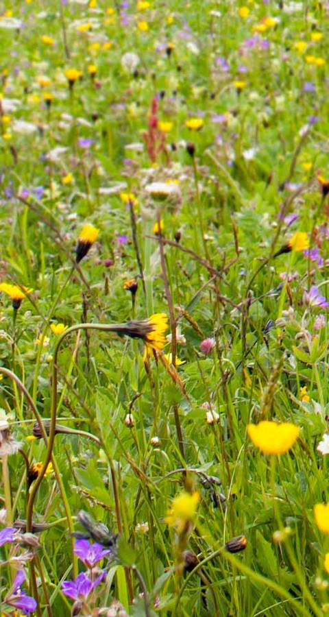 Artenreiche Blumenwiesen sind selten geworden