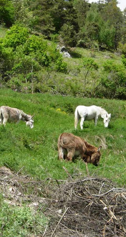 Beweidung mit Eseln in Chalais