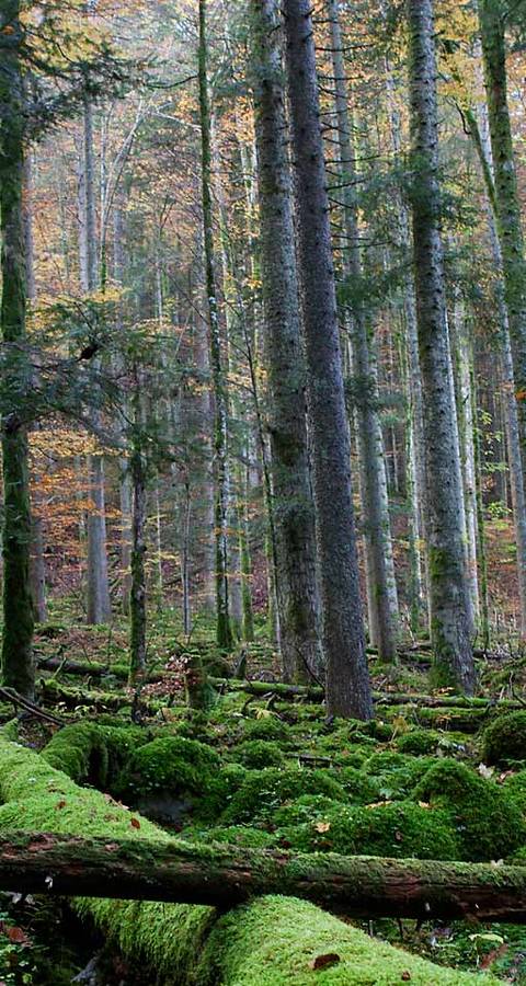 Combe-Grède, une forêt sur sol karstique