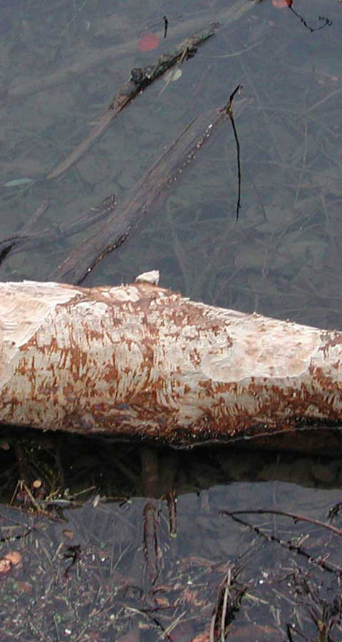 Vom Biber gefällter Baum im Wasser