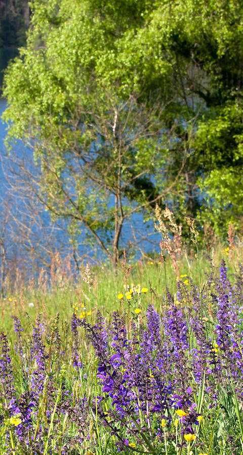 Apfelbaum am Fluss, im Vordergrund eine blühende Wiese