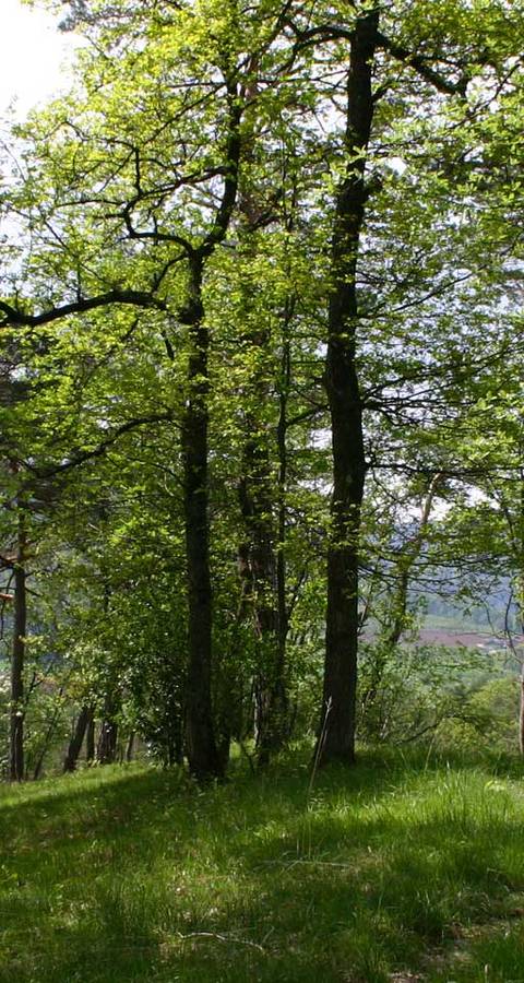 Naturschutzgebiet Chilpen