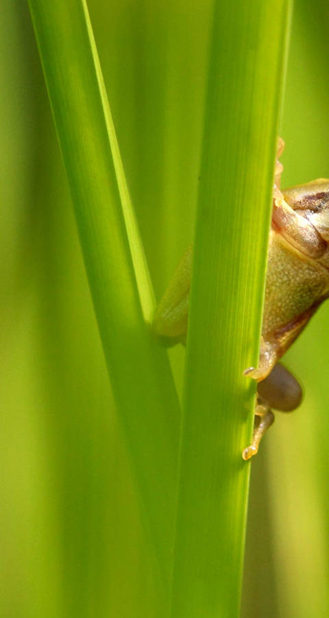 Tree frog in grass