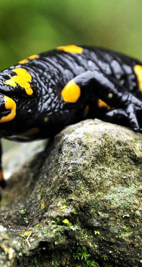 Ein Feuersalamander auf einem Stein