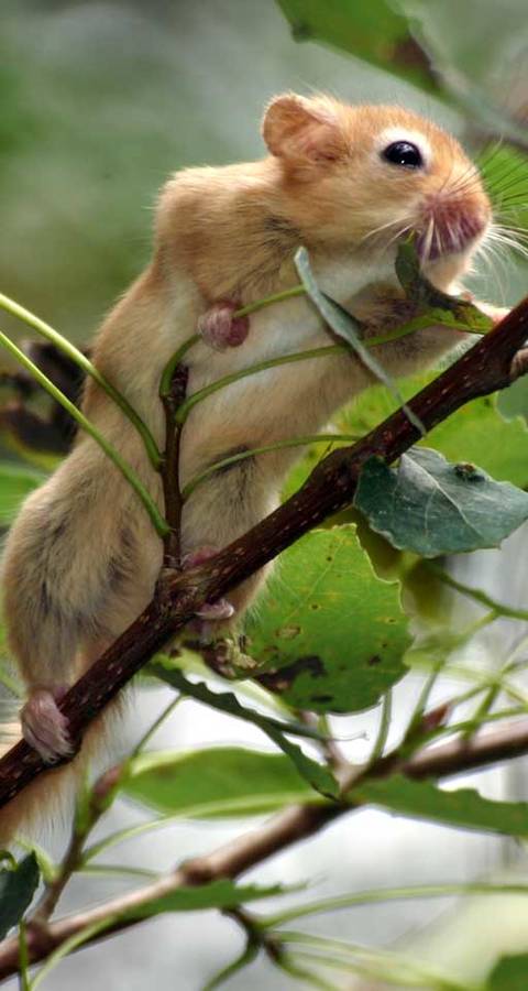 Un muscardin grimpe dans un arbre
