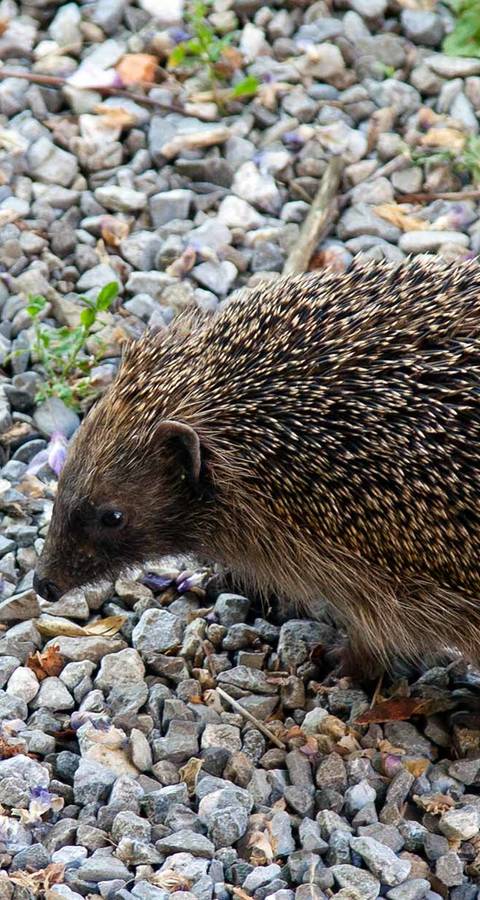 Igel auf Steinen