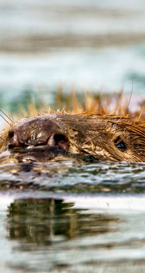 Schwimmender Biber im Wasser